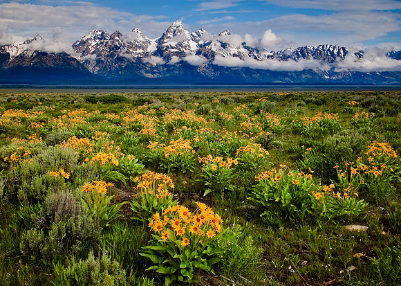 Wild Flowers & Tetons
