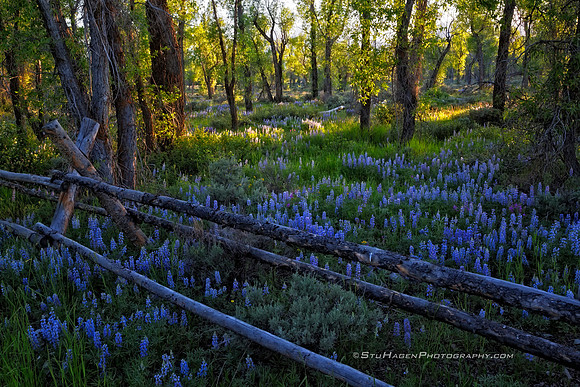 Lupine Bloom