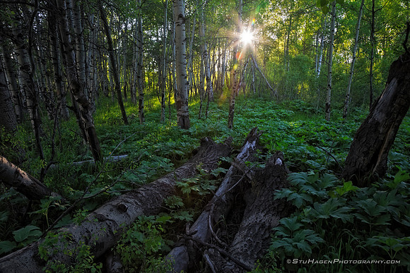 Aspen Thicket
