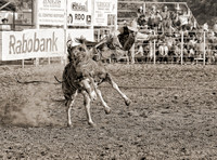 Saddle Bronc