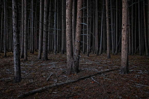 The Deep Dark Woods