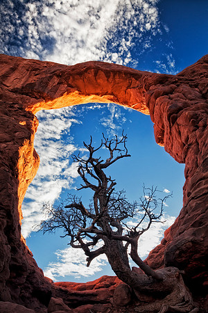 Dead Tree In Turret Arch