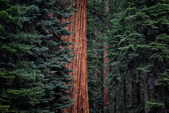 Giant Sequoia