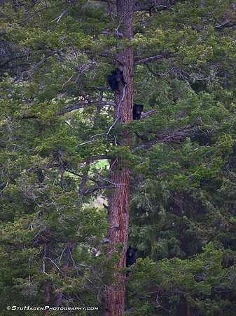 The Three Little Bears