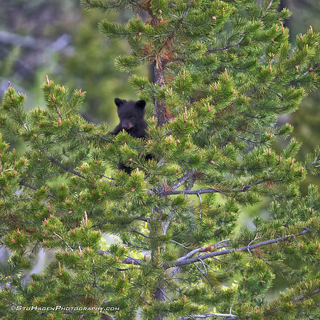 Junior Ranger On Lookout