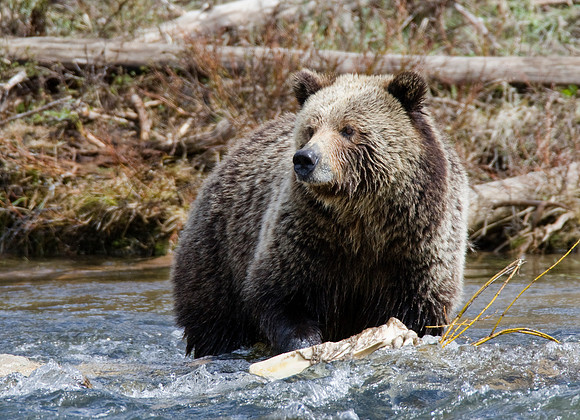Yellowstone Grizzly #2