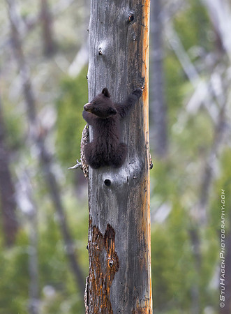 Spring Cub