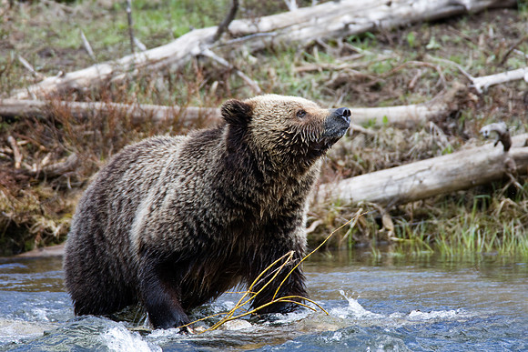 Yellowstone Grizzly #3