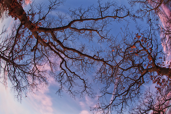 Blackjack Sky