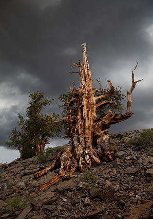 Ancient Bristlecone
