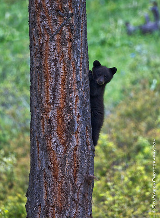 Hide And Seek